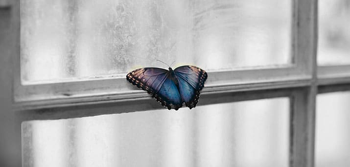 Bunter Schmetterling an Fenster mit Butzenscheiben. Putzfrau Hamburg-Bergedorf.